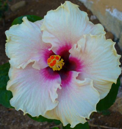 hibiscus