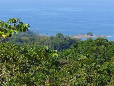 Jungle and Sea